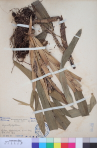 Specimen thumbnail